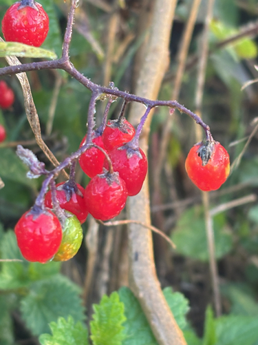 bittersweet nightshade