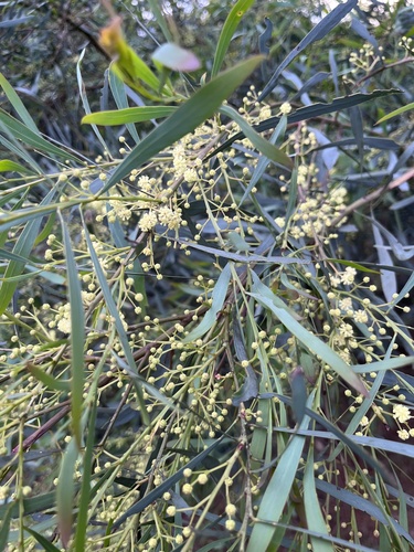Acacia retinodes observed 2026-10-15