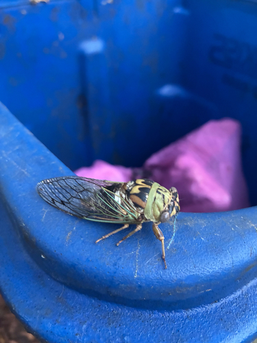 Resh Cicada