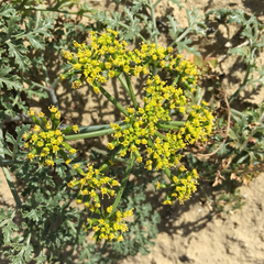 Lomatium insulare