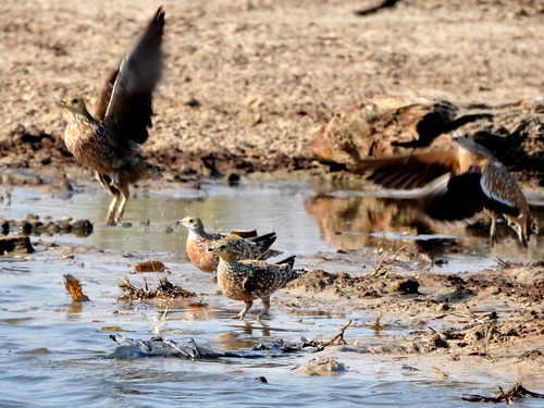 iNaturalist image