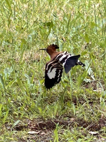 iNaturalist image