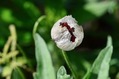 Papaver umbonatum