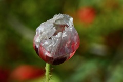 Papaver umbonatum