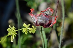 Papaver umbonatum