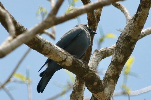 Coracina lineata observed 2026-09-26