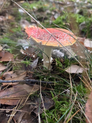 Fly Agaric
