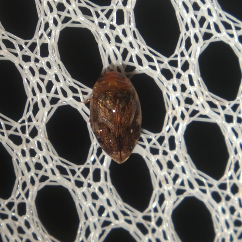 Laccophilus proximus
