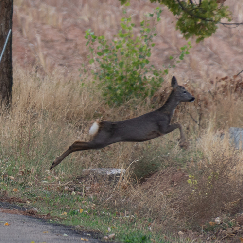 Western Roe Deer