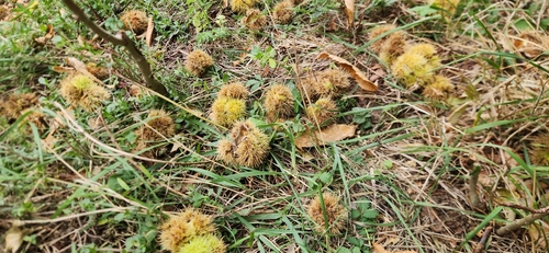 Sweet Chestnut