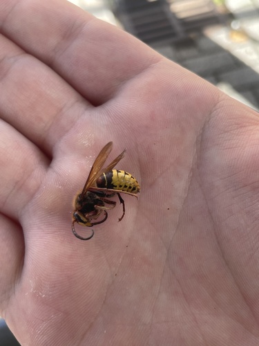European Hornet