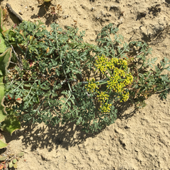 Lomatium insulare