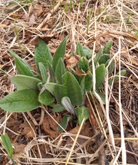 Saussurea pseudotilesii