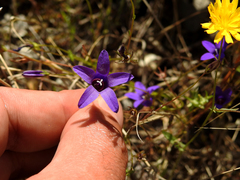 Campanula lusitanica lusitanica