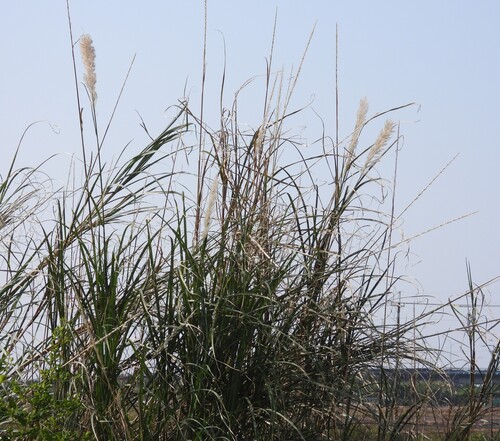 Saccharum spontaneum observed 2026-10-15