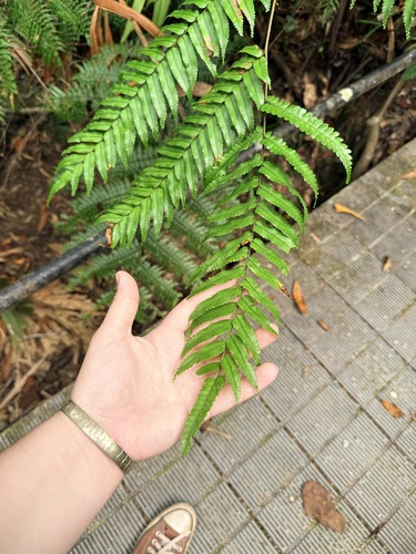 Gymnosphaera rebeccae observed 2026-10-15