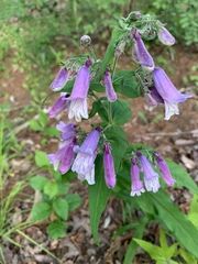Penstemon canescens