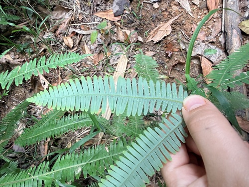 Dicranopteris linearis
