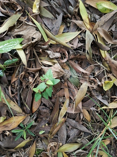 Vallea stipularis observed 2026-10-12