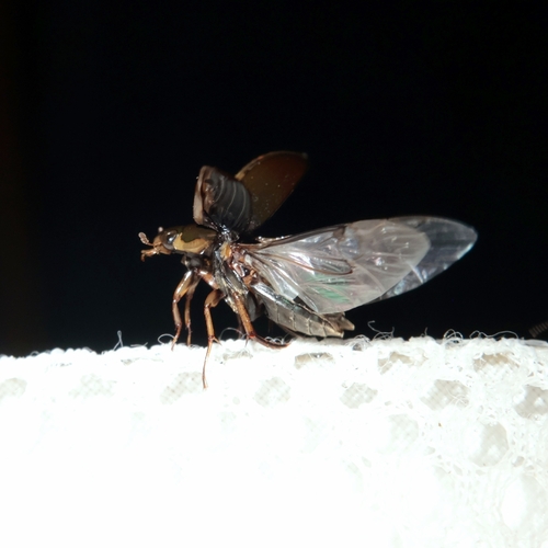 Tropisternus lateralis nimbatus