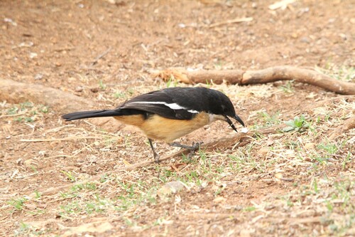 iNaturalist image