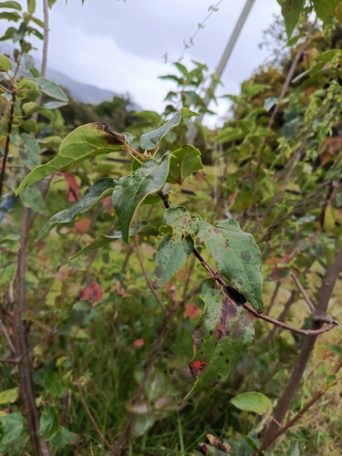 Vallea stipularis observed 2026-10-12