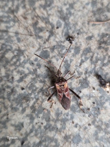 Western Conifer Seed Bug