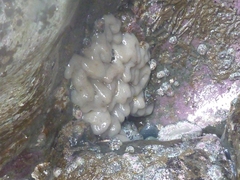 Aplidium