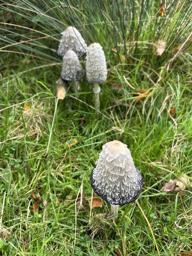 Shaggy Mane