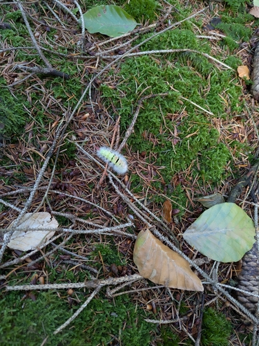 Pale Tussock Moth