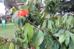 Calliandra trinervia