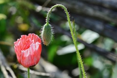 Papaver umbonatum