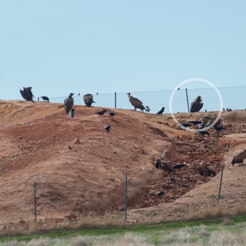 Cinereous Vulture