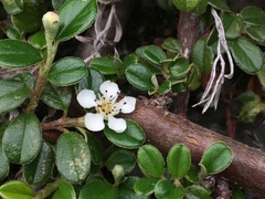 Cotoneaster morrisonensis