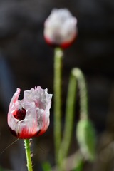 Papaver umbonatum