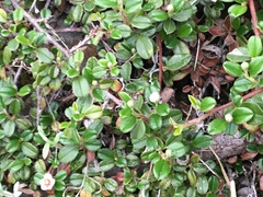 Cotoneaster morrisonensis
