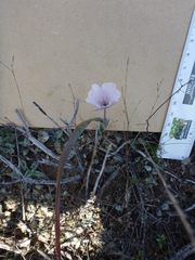 Calochortus umbellatus