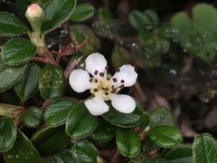Cotoneaster morrisonensis