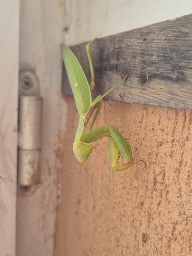 Transcaucasian Giant Mantis
