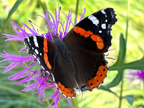 Red Admiral
