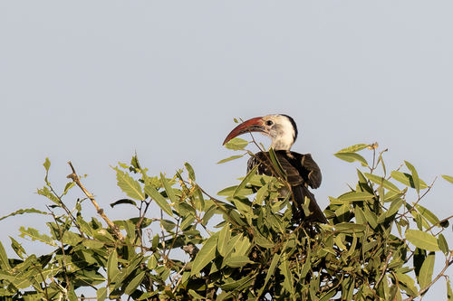 iNaturalist image