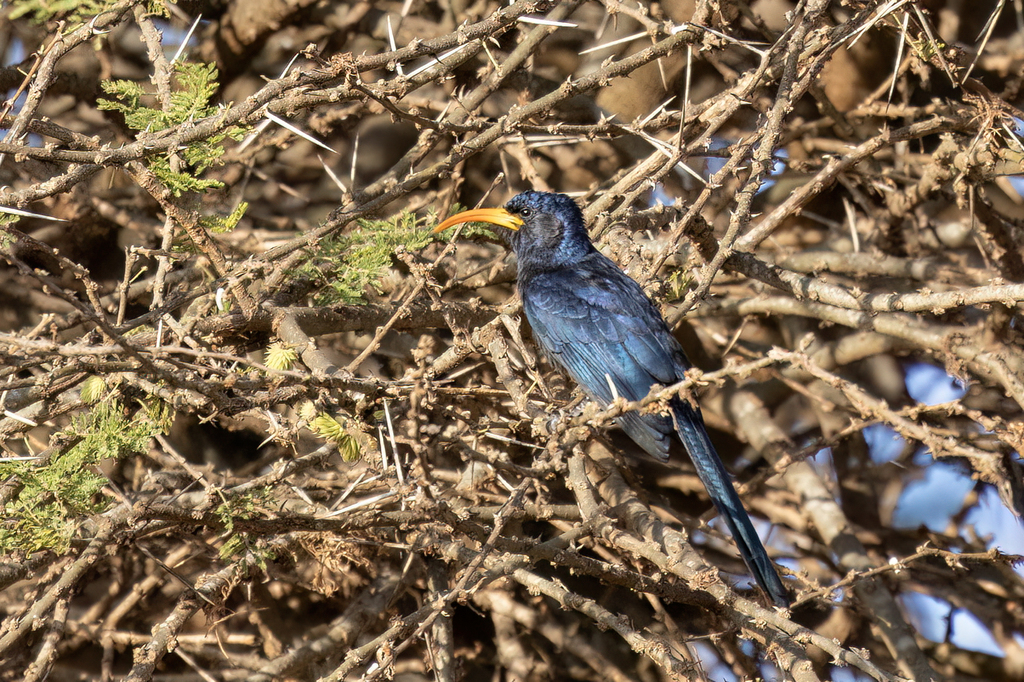 Abyssinian Scimitarbill