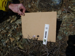 Calochortus umbellatus