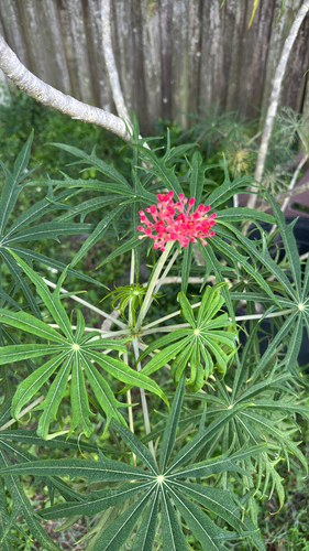 Jatropha multifida observed 2026-10-15