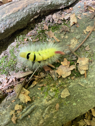 Pale Tussock Moth