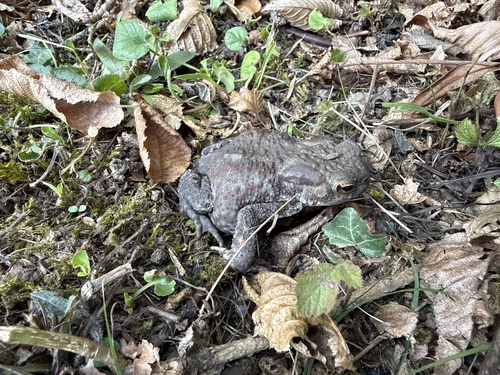 European Toad