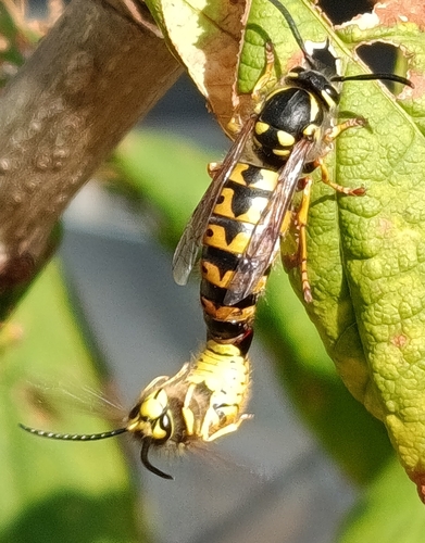 German Yellowjacket