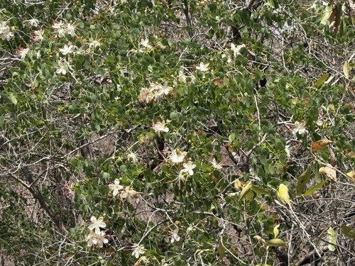 Lysiphyllum hookeri observed 2026-10-12