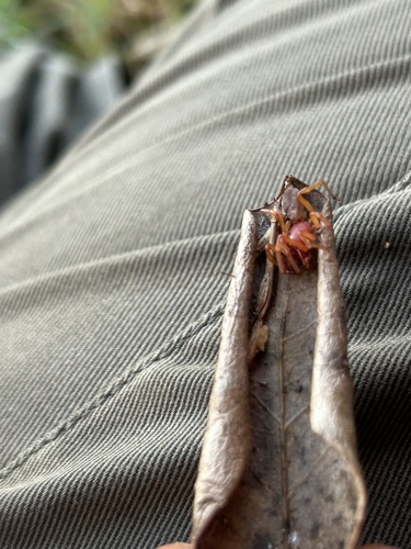Woodlouse Spider