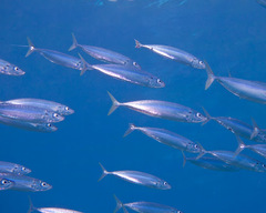 Decapterus macarellus